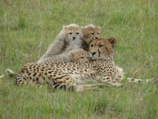 Photo de voyage au Kenya