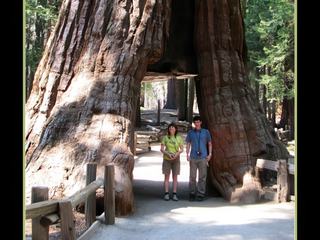 Sequoia géant de Mariposa Grove (Yosemite N.P.)