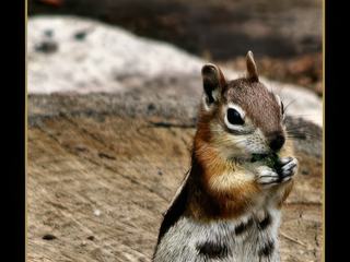 Chipmunk au bord du Grand Canyon