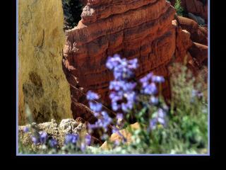 Cedar Breaks Monument – États-Unis