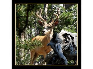 La surprise du wapiti