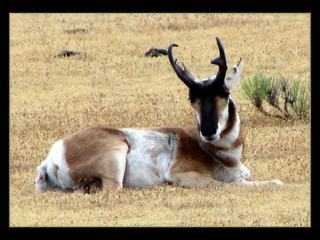 Pronghorn, l'antilope d'Amérique qui a donné son nom au Canyon.