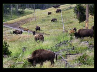 La caldera de Yellowstone – États-Unis