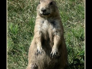Chien de prairie...