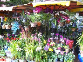Chaque année en décembre se déroule à Dalat le festival des fleurs et les rues sont décorées