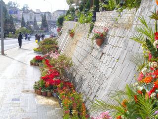 Chaque année en décembre se déroule à Dalat le festival des fleurs et les rues sont décorées