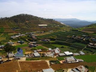 Plantations, Dalat est considéré comme le grenier du Vietnam. Ici, grace au microclimat ambiant tout ou presque pousse et alimente le reste du pays