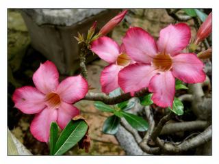 Fleurs de frangipanier.