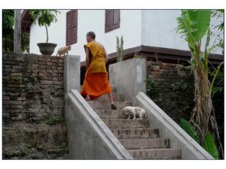 Le moine, le chien et le chat.