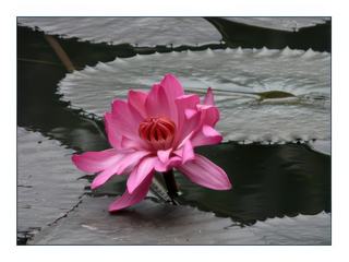 Le lotus, emblème de la religion bouddhiste.