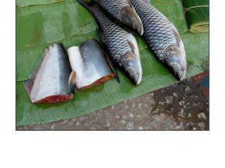 Du beau poisson.