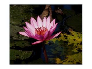 Le lotus et l'insecte.
