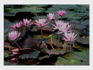 Bassin aux lotus du palais royal.