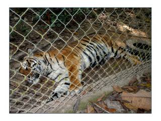 Ce tigre vit dans un grand enclos bâti dans la forêt. Les autorités l'ont repris bébé à un braconnier, mais il semble quelque peu déprimé d'être seul.