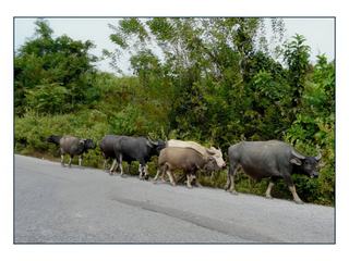 Une autre rencontre sur la route.