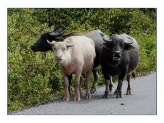 Qui est le plus surpris : les buffles ou nous?
