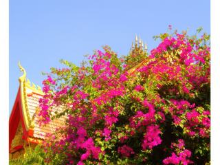 Vu des temples de Vientiane