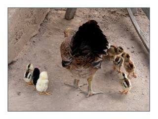 Une belle petite famille sous l'oeil attentif de maman poule.