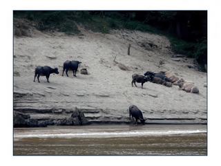 Troupeau de buffles domestiqué.