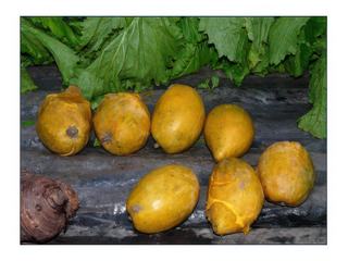 Des fruits mûrs à point.