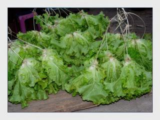 Jolie présentation pour ces salades attachées les unes aux autres.