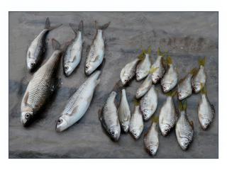 Beaux poissons frais du Mékong ou des rivières alentours.