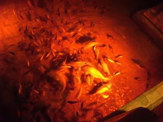 Les carpes