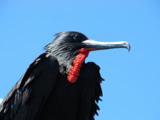 La frégate, emblème des Galapagos