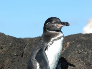 Le mancho des Galapagos, un peu plus petit que les autres et endémique