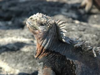 L'iguane qui se dore au soleil