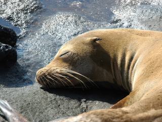 Le lion de mer