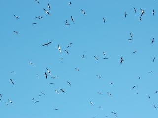 Des centaines de Boobies à pied bleu