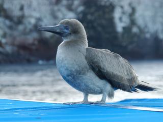 Les oiseaux et les animaux des Galapagos – Équateur