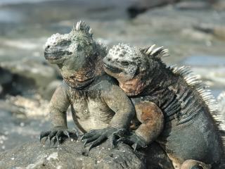 Les oiseaux et les animaux des Galapagos – Équateur