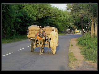 Les chevaux, mules, dromadaires et boeufs sont souvent employés pour le transport de marchandises.