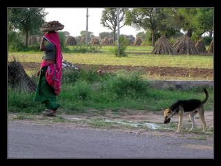 Scène de vie rurale: cette femme transporte des bouses qui serviront de combustibles.