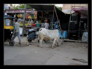 Scène de rue à Bikaner.