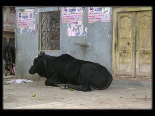 Bien tranquille dans son coin!