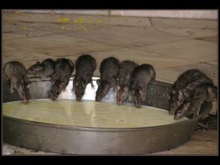 Le repas des rats est constitué par les offrandes des pélerins.
