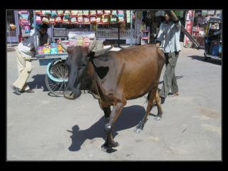 Une vache déambule tranquillement dans la rue.
