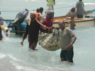Déchargement des barques de pêcheurs (Mer Rouge)