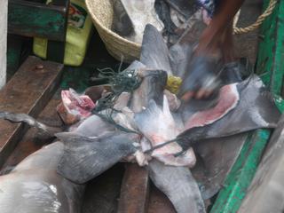 Ailerons de requin ... mais où sont les requins ????