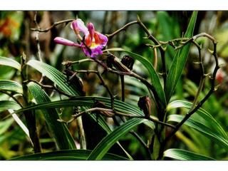 Il existe plus d' une centaine de variété d' orchidées au Pérou.