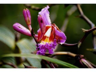 Orchidée sauvage de Machu Picchu.