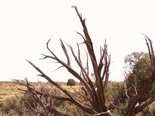 Beaucoup d'arbre mort....