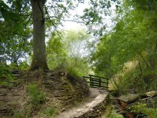 La forêt de Brocéliande