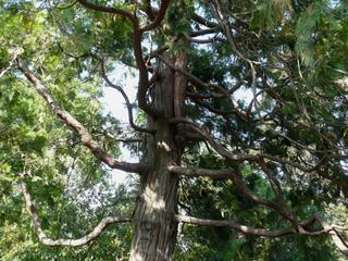 A l'ombre des grands arbres.