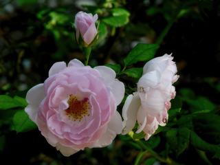 Les fleurs de l'Harmas.