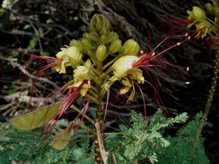 Les fleurs de l'Harmas.