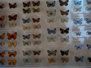Collection de papillons au Naturoptère.